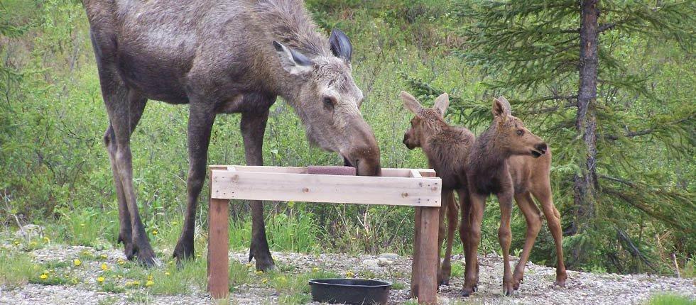 Denali Touch Of Wilderness B&B Хілі Екстер'єр фото