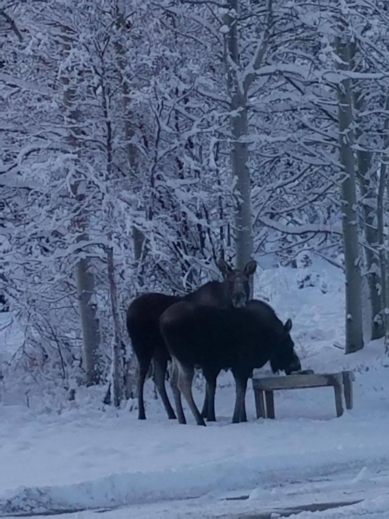 Denali Touch Of Wilderness B&B Хілі Екстер'єр фото
