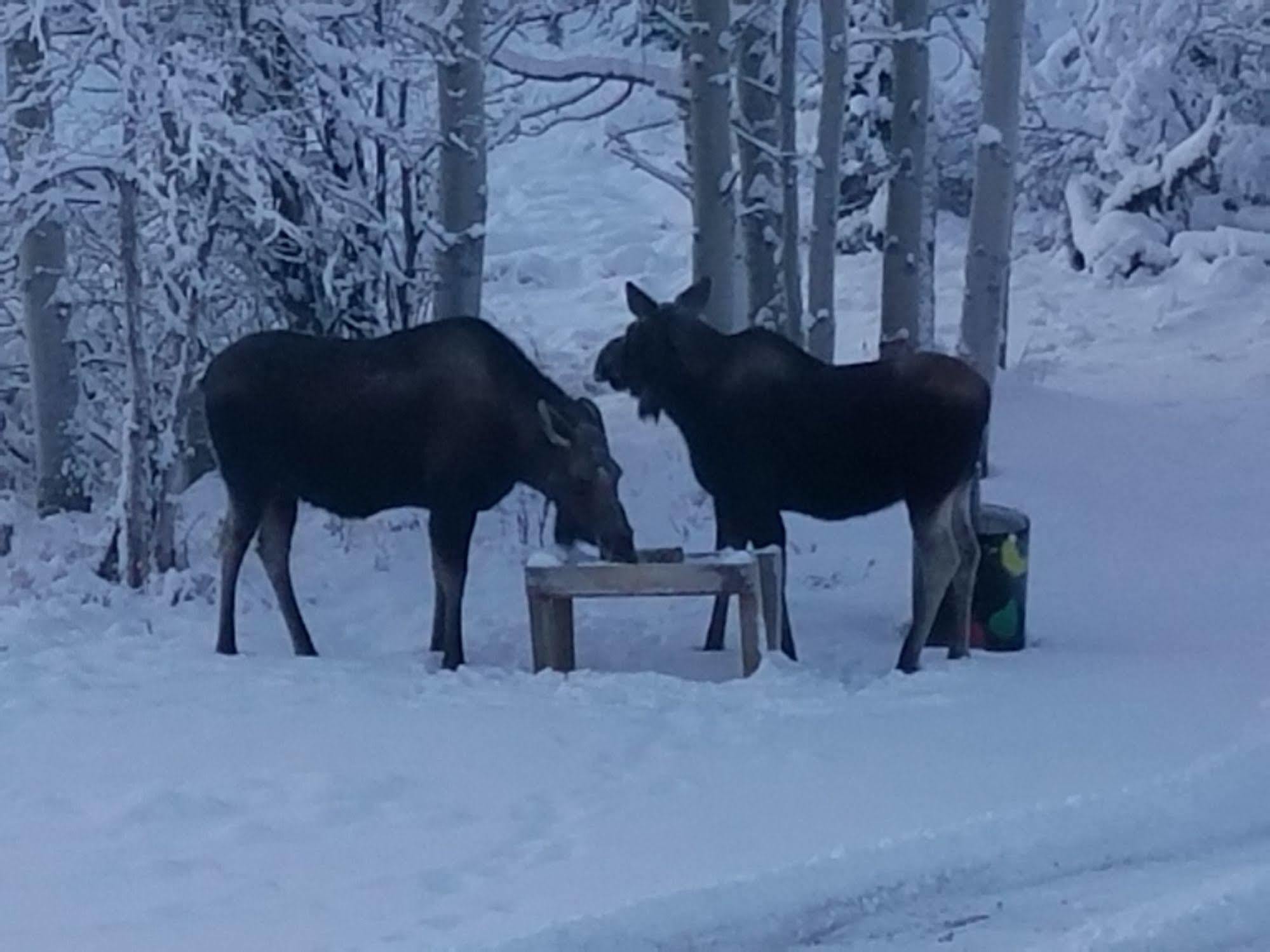 Denali Touch Of Wilderness B&B Хілі Екстер'єр фото